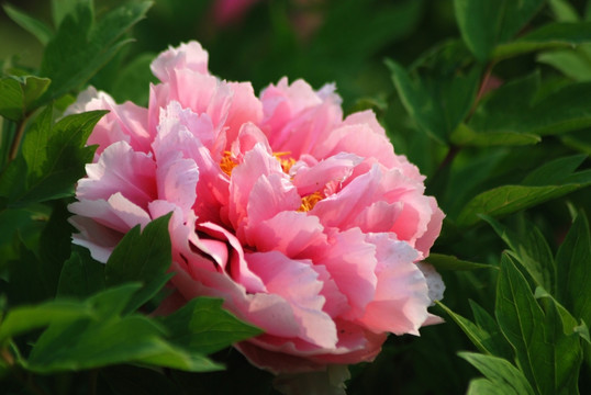 牡丹花 洛阳牡丹 花开富贵