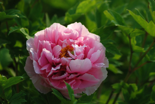 牡丹花 洛阳牡丹 花开富贵