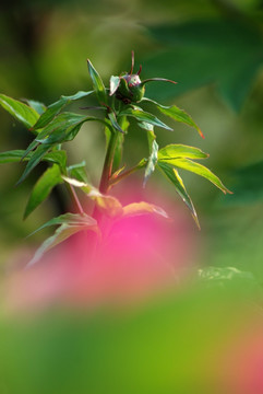 牡丹花 洛阳牡丹 含苞待放