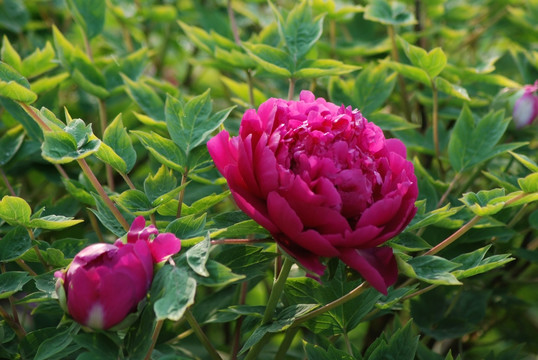 牡丹花 洛阳牡丹 花开富贵