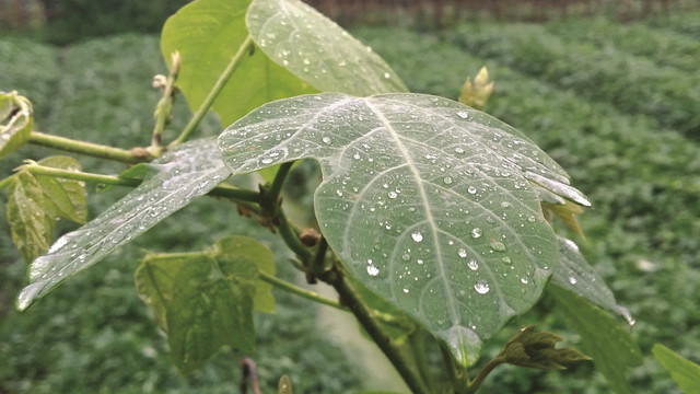 雨露