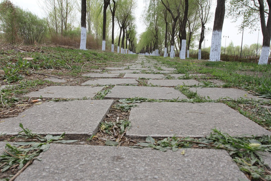 林间小路