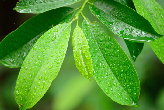 雨中绿叶