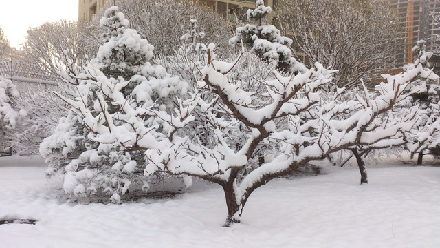 雪景