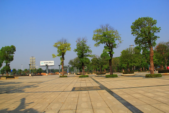 衡阳东广场 樟树 景观园林