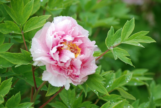 牡丹花 洛阳牡丹 花开富贵