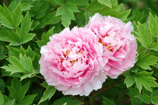 牡丹花 洛阳牡丹 花开富贵