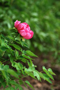 牡丹花 洛阳牡丹 花开富贵