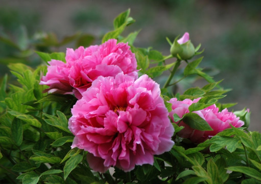牡丹花 洛阳牡丹 花开富贵