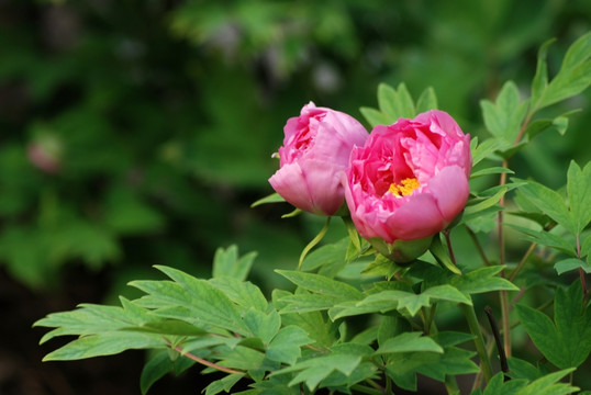 牡丹花 洛阳牡丹 花开富贵