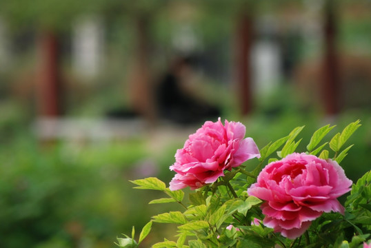 牡丹花 洛阳牡丹 花开富贵