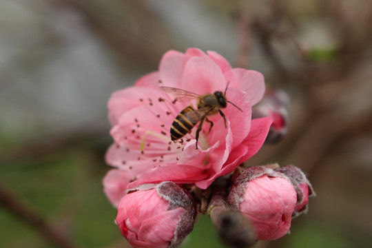 蜜蜂和桃花