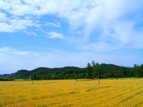 麦田