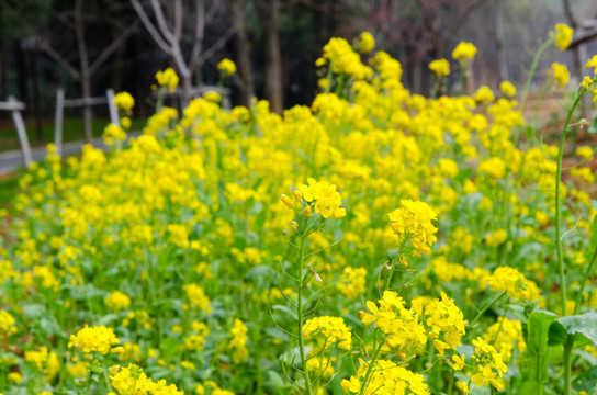 油菜花