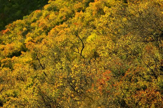 秋季山杏树