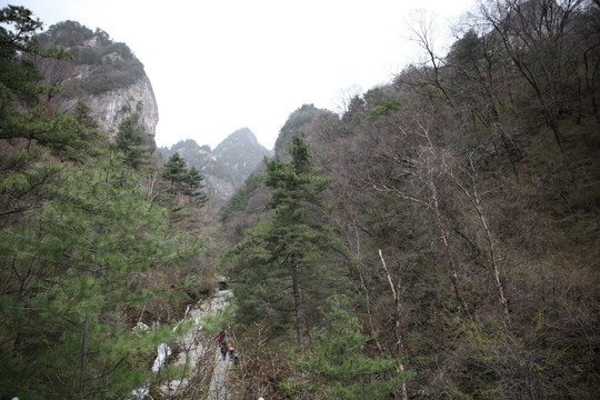 森林公园