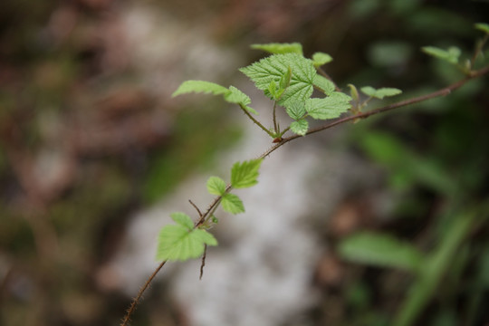 小草