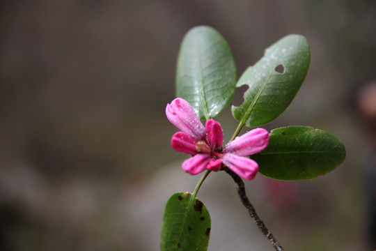 杜鹃花
