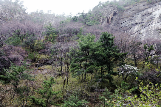 朱雀森林公园