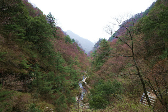 朱雀森林公园