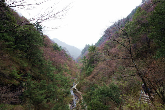 朱雀森林公园