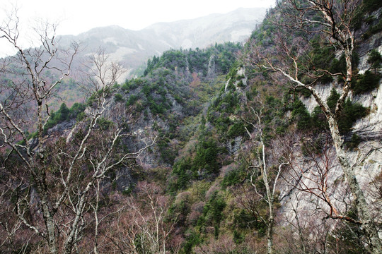 朱雀森林公园