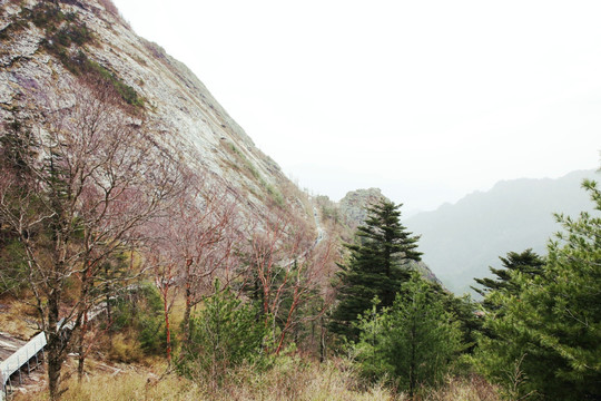 朱雀森林公园