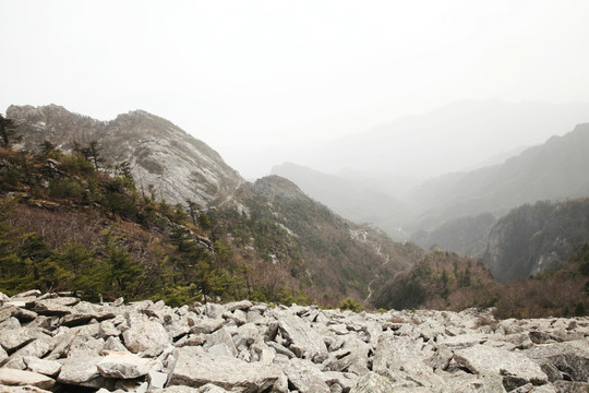 森林公园