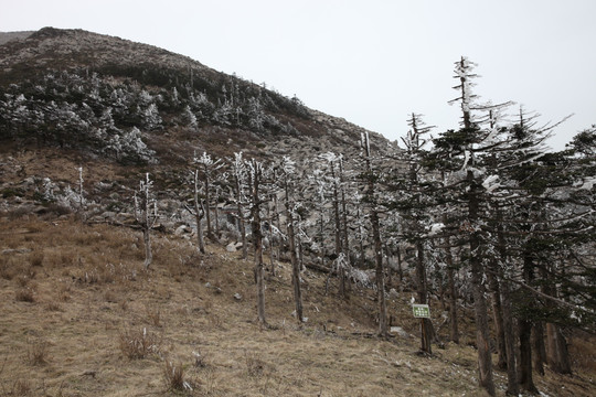 雪松冰挂