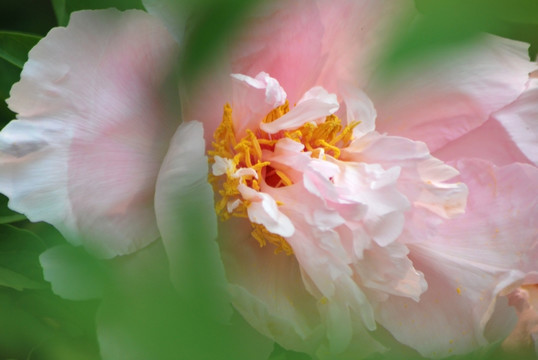 牡丹花 洛阳牡丹 花开富贵