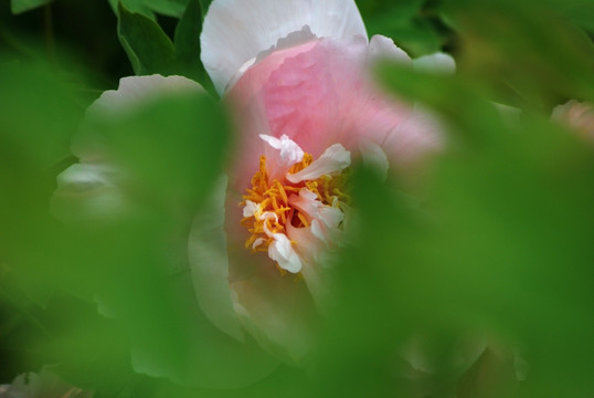 牡丹花 洛阳牡丹 花开富贵