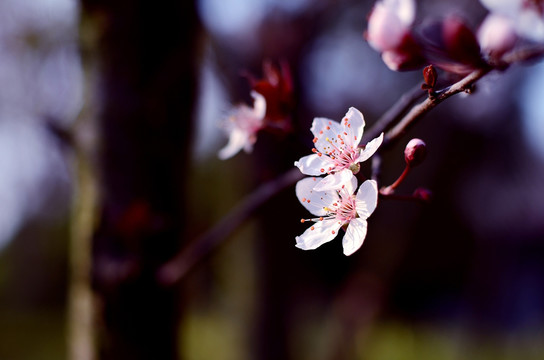 樱花
