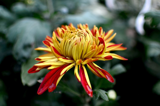 菊花