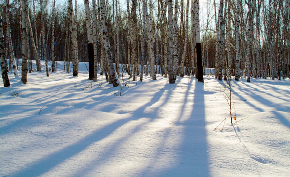 白桦林的冬天