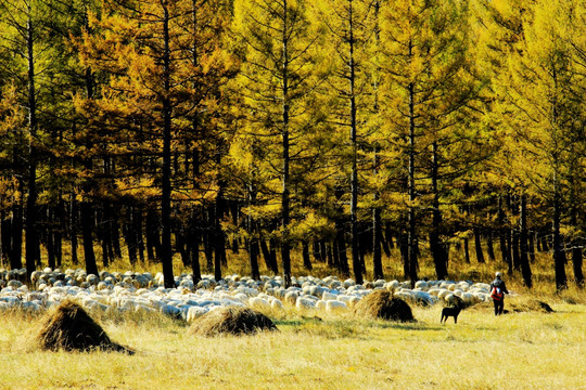 秋季林间放牧 羊群