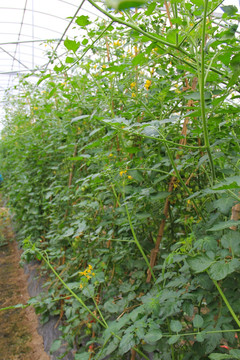 温室蔬菜 番茄苗