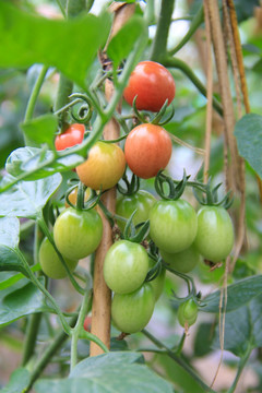 大棚蔬菜 青番茄