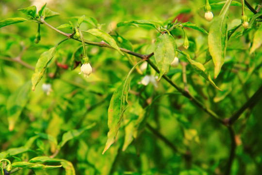 辣椒花