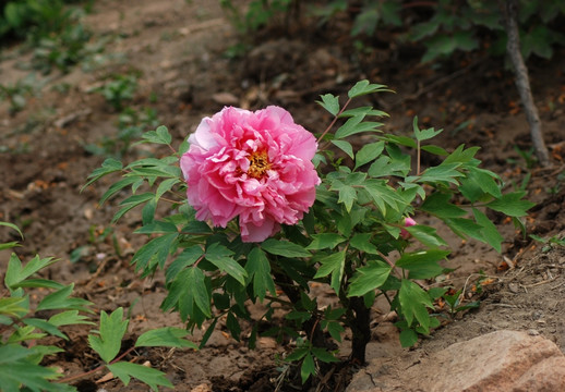 牡丹花 洛阳牡丹 花开富贵