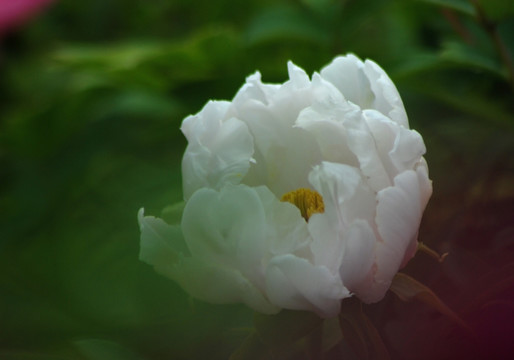 牡丹花 洛阳牡丹 白牡丹