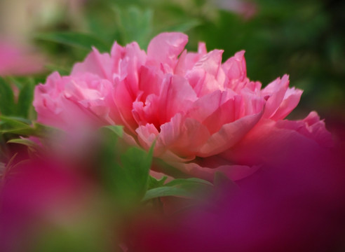 牡丹花 洛阳牡丹 花开富贵