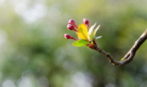 樱花花蕾