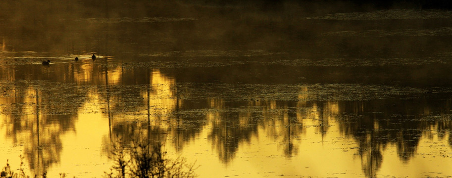 湖面戏水的野鸭子