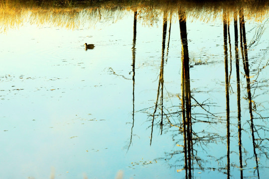 湖水中的倒影 树枝 野鸭子