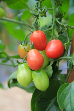 温室蔬菜 小番茄
