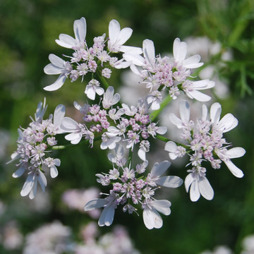 香菜花