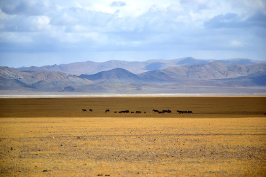 藏北草原上的藏野驴
