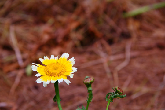 茼蒿花