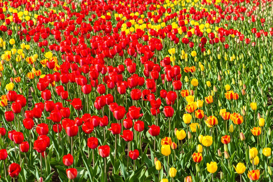 郁金香花园