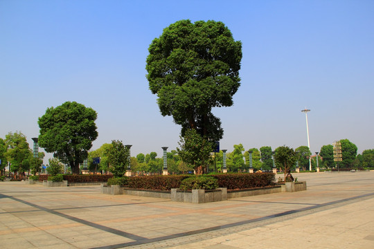 衡阳东广场 樟树 景观